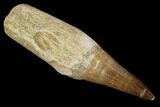 Fossil Rooted Mosasaur (Prognathodon) Tooth - Morocco #118368-1